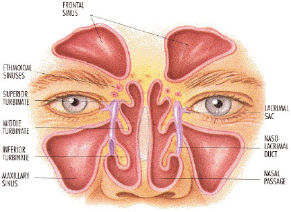 Sinus maxillary on sale